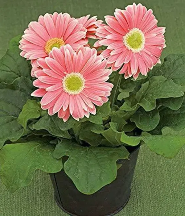 Premium_Peach_Gerbera_Plant_