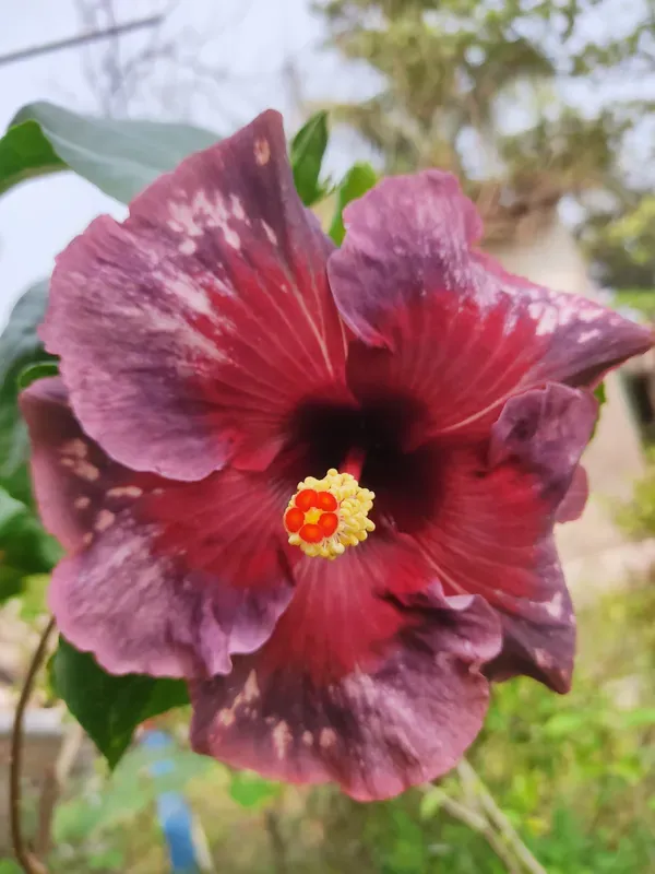 Exotic_Maroon_American_Variety_Hibiscus_Live_Flower_Plant