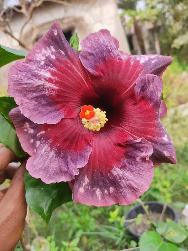 Exotic_Maroon_American_Variety_Hibiscus_Live_Flower_Plant
