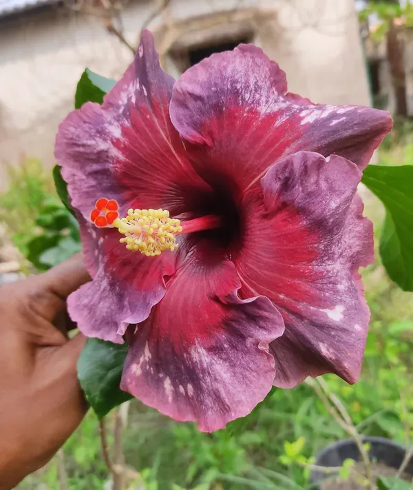 Exotic_Maroon_American_Variety_Hibiscus_Live_Flower_Plant
