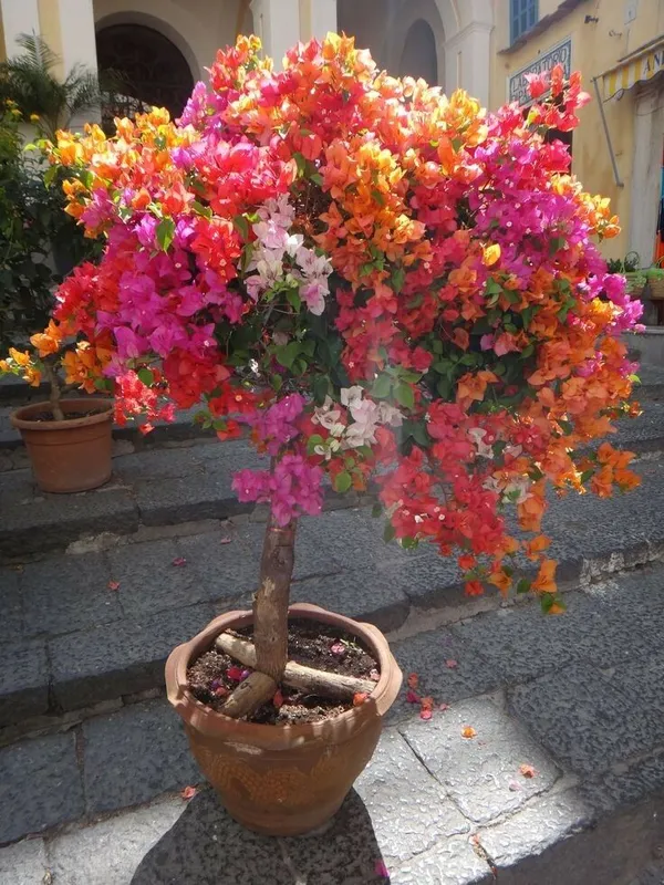 Multicolor_Bougainvillea_For_Premium_Gardening