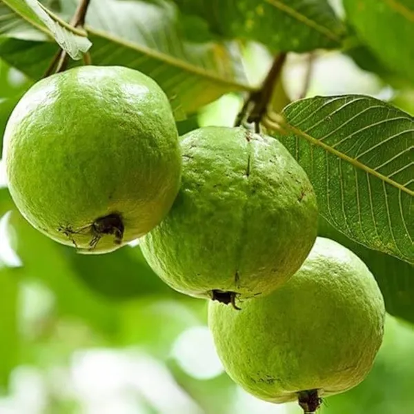 China_White_Rare_Hybrid_Air_Layering_Guava_Plant