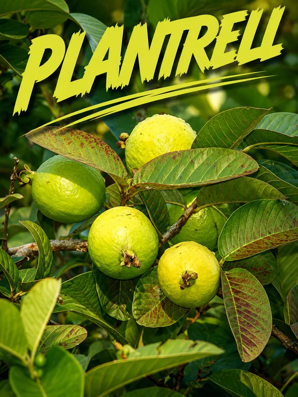 China_White_Rare_Hybrid_Air_Layering_Guava_Plant