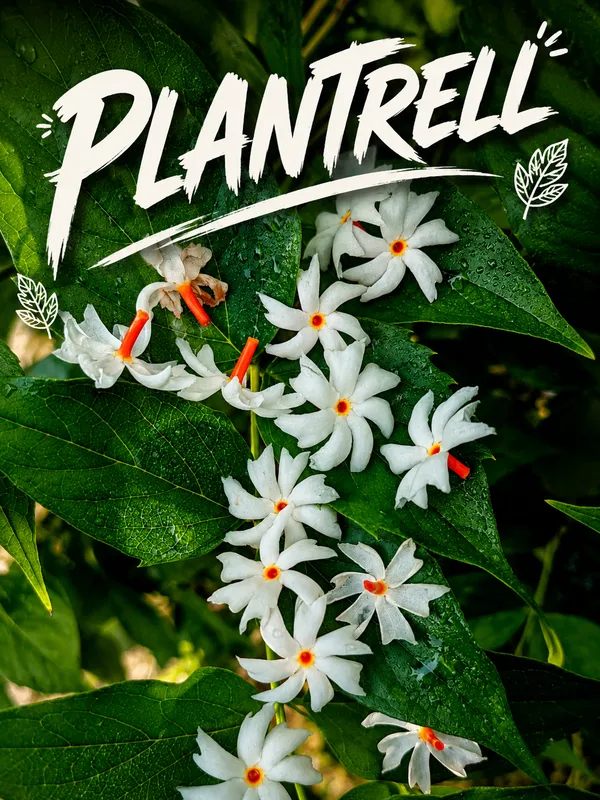 Night_Flowering_Jasmine_Parijat_Shiuli_Plant_For_Golden_Yellow_Flowers_Spring_And_Summer_Medicinal_Plant