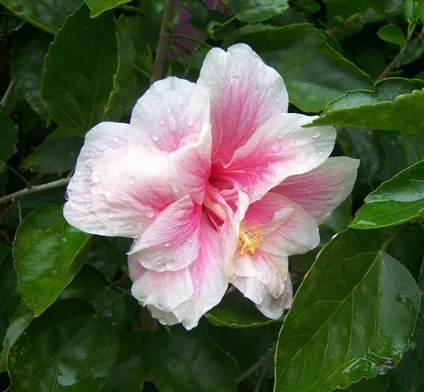 Australian_Variety_Pink_&_White_Hibiscus_Plant_|_Exotic_Two-Tone_Blooms