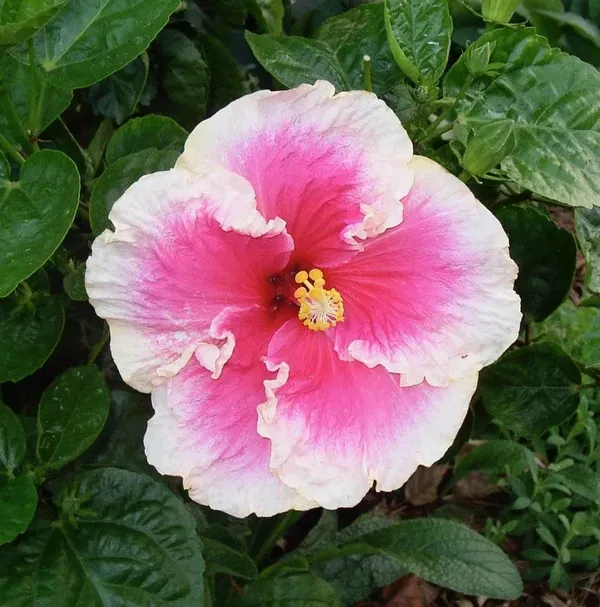 Australian_Variety_Pink_&_White_Hibiscus_Plant_|_Exotic_Two-Tone_Blooms