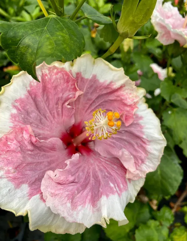 Australian_Variety_Pink_&_White_Hibiscus_Plant_|_Exotic_Two-Tone_Blooms