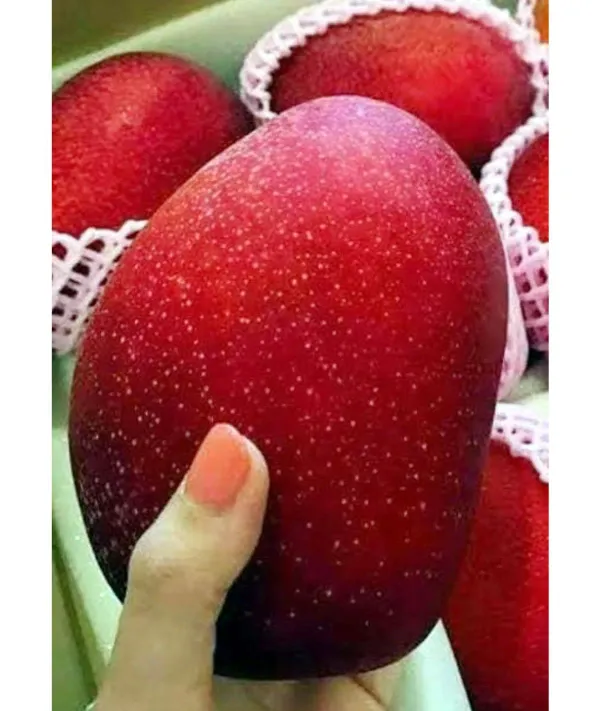 Japanese_Miyazaki_Mango_Fruit_Plant