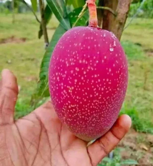 Japanese_Miyazaki_Mango_Fruit_Plant