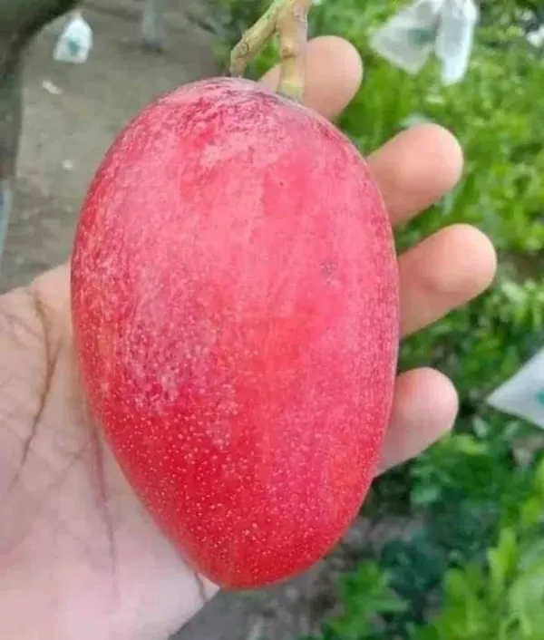 Japanese_Miyazaki_Mango_Fruit_Plant