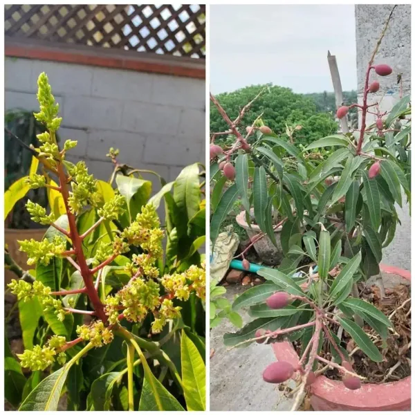 Japanese_Miyazaki_Mango_Fruit_Plant