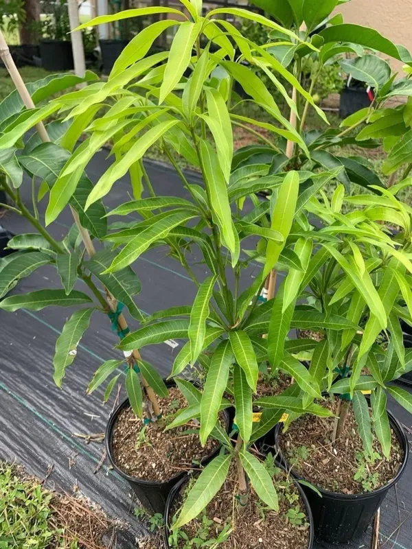 Japanese_Miyazaki_Mango_Fruit_Plant