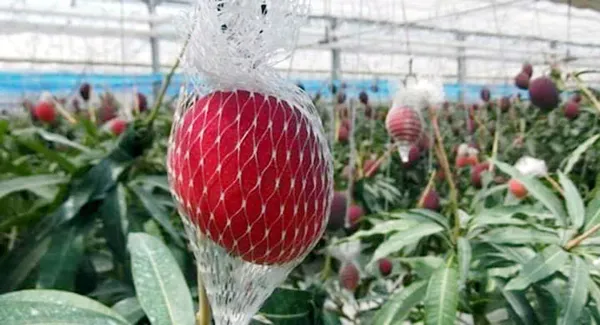 Japanese_Miyazaki_Mango_Fruit_Plant