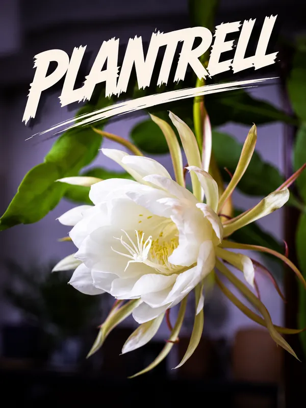 Pink_Brahma_Kamal_Nishi_Padma_Queen_Of_The_Night_Plant_White