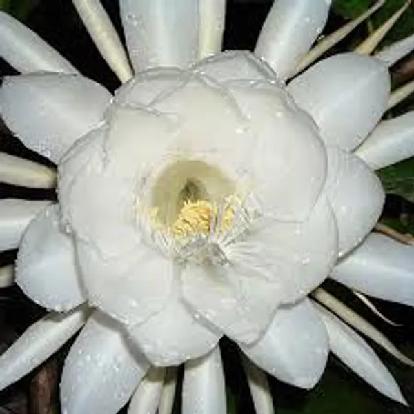 Pink_Brahma_Kamal_Nishi_Padma_Queen_Of_The_Night_Plant_White