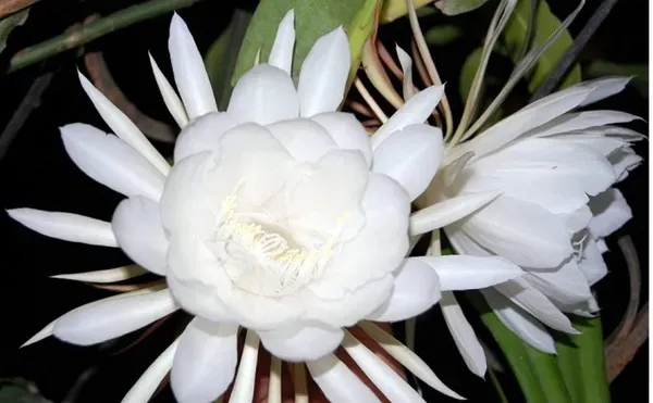 Pink_Brahma_Kamal_Nishi_Padma_Queen_Of_The_Night_Plant_White