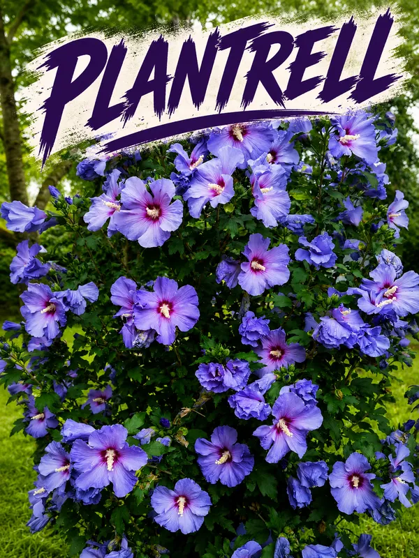 Bluebird_Hibiscus_Plant_For_Gradening