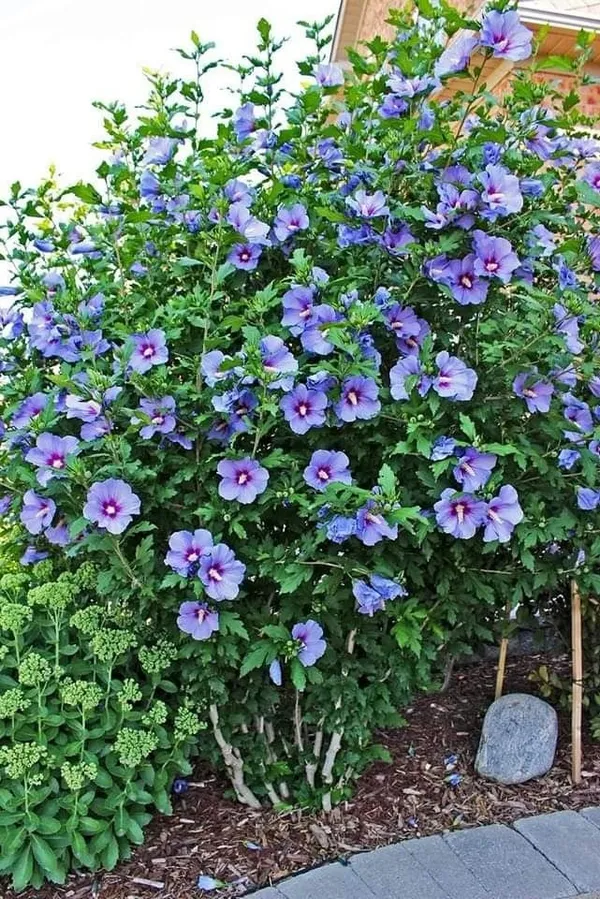 Bluebird_Hibiscus_Plant_For_Gradening
