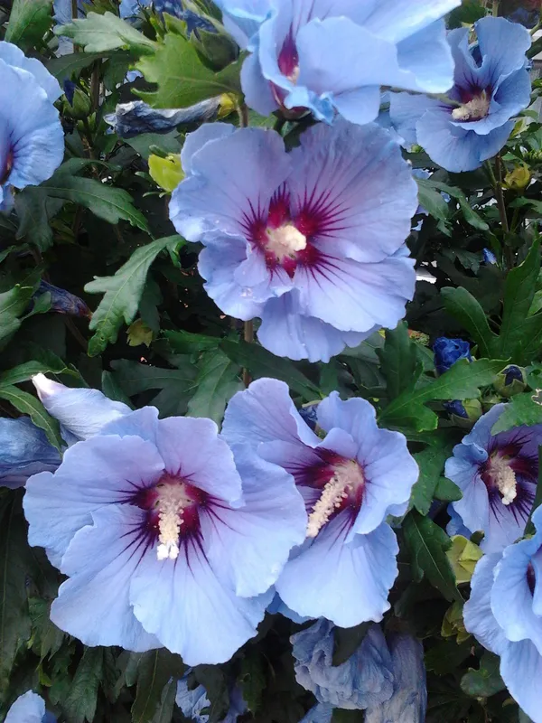 Bluebird_Hibiscus_Plant_For_Gradening