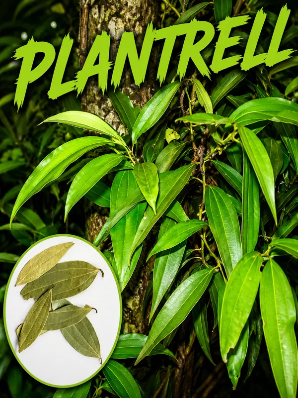 Tejpatra_Indian_Bay_Leaves_Plant