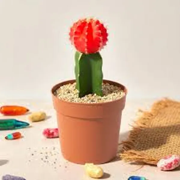 Moon_Cactus_Plant_Red_Cactus_Easy_Care_Indoor_Desk_Plant