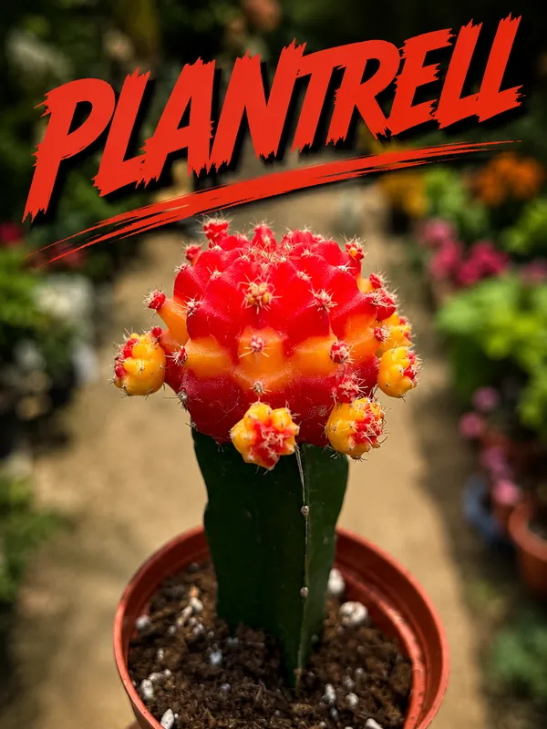 Moon_Cactus_Plant_Red_Cactus_Easy_Care_Indoor_Desk_Plant