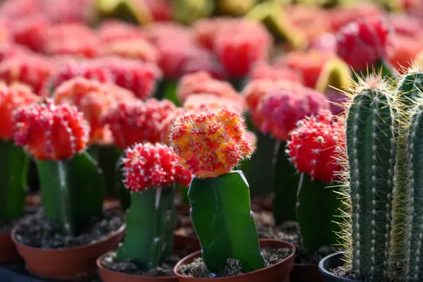 Moon_Cactus_Plant_Red_Cactus_Easy_Care_Indoor_Desk_Plant