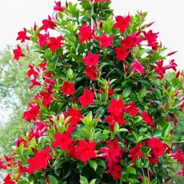 Red_Mandevilla_Flower_Plant