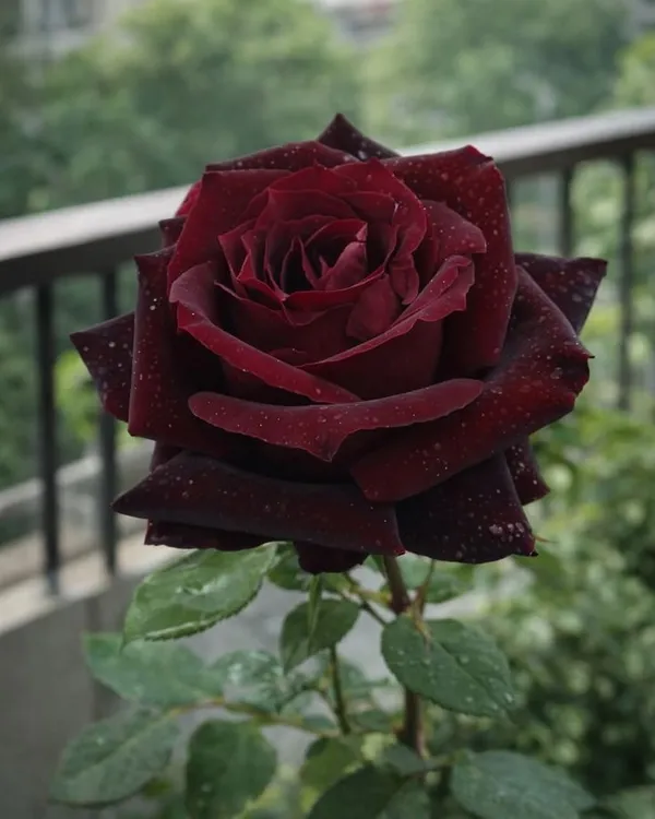 Rare_Dark_Red_Rose_Climber_Flower_Plant_For_Indoor_Outdoor_Gradening