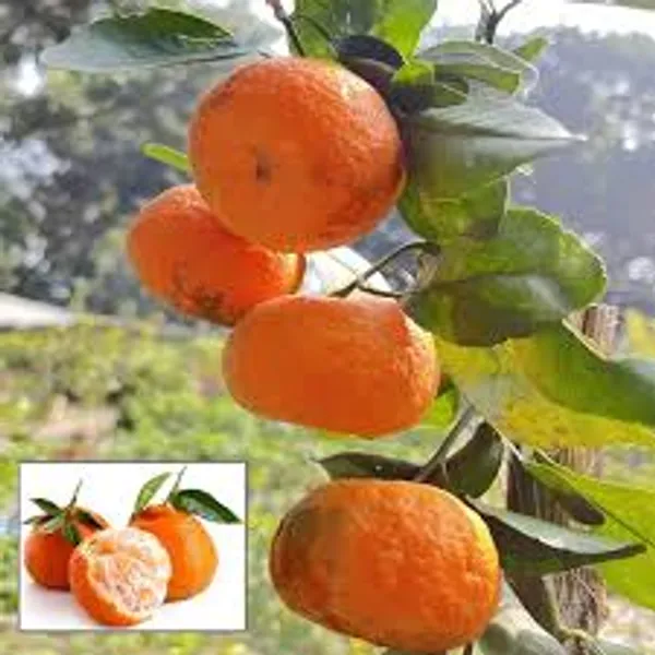 Darjeeling_Orange_Plant