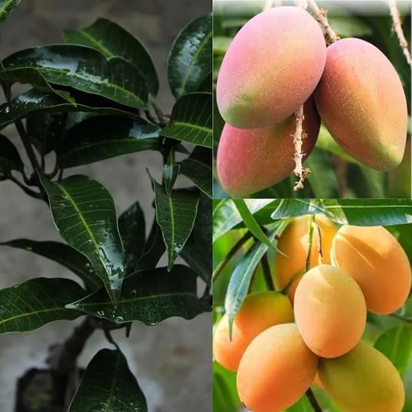 Grafted_Mango_Alphonso_1_3_Ft_Mangifera_Indica_Alphonso_Mango_Fruit_Tree