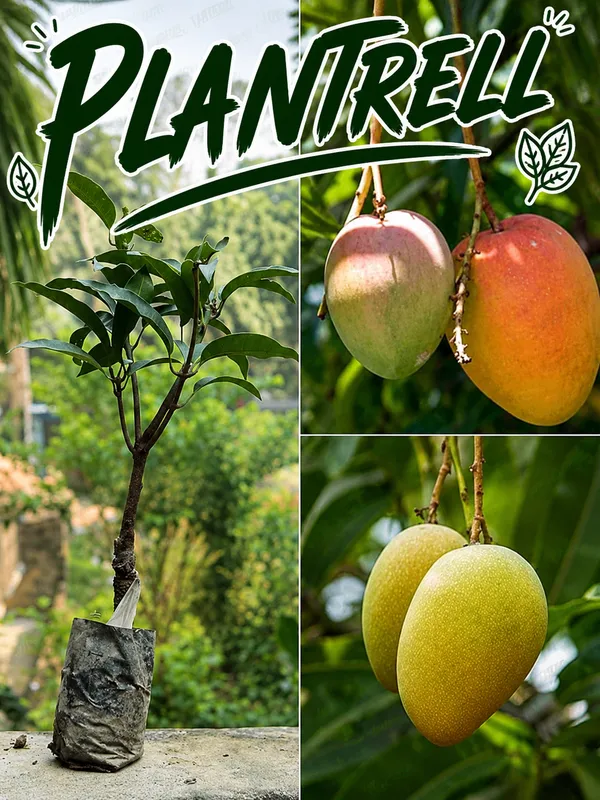 Grafted_Mango_Alphonso_1_3_Ft_Mangifera_Indica_Alphonso_Mango_Fruit_Tree