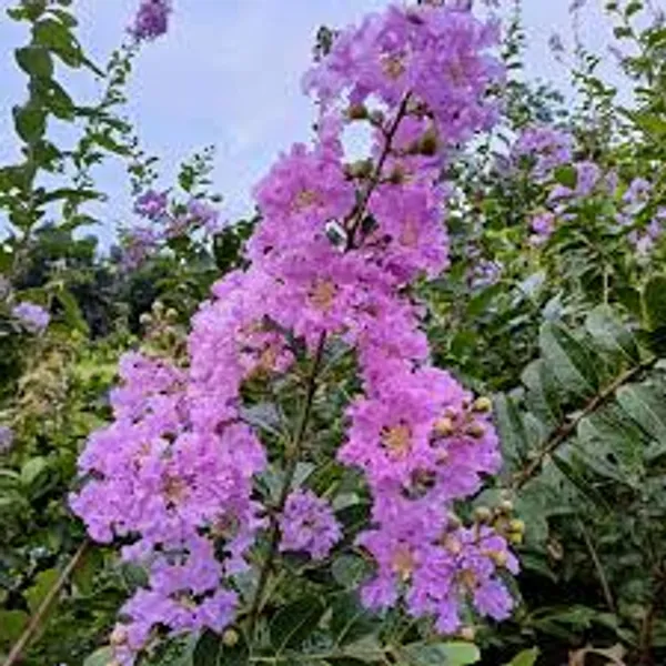 Purple_Crape_plant_,Myrtle_Black_Diamond_Lagerstroemia_Purely_Purple_Plants