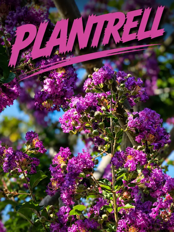 Purple_Crape_plant_,Myrtle_Black_Diamond_Lagerstroemia_Purely_Purple_Plants