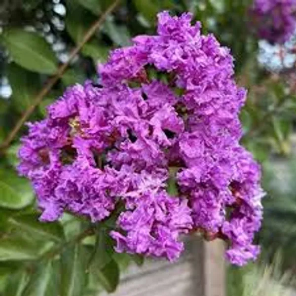 Purple_Crape_plant_,Myrtle_Black_Diamond_Lagerstroemia_Purely_Purple_Plants