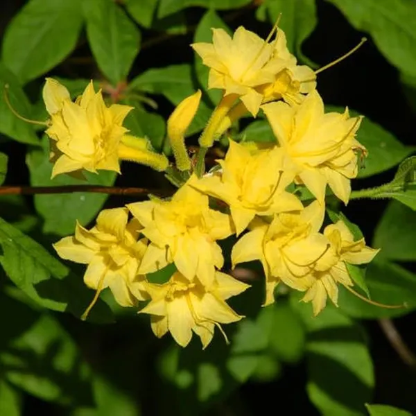 Azalea_Healthy_Flower_Plant_For_Home_Gardening_Plant_Yellow