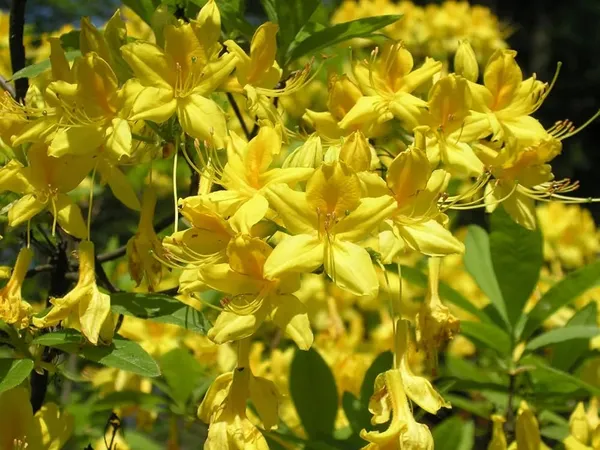 Azalea_Healthy_Flower_Plant_For_Home_Gardening_Plant_Yellow