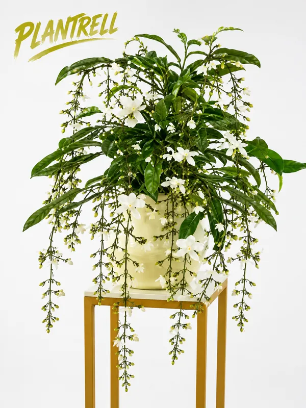 Chain_of_Glory_Vine__Flower_Plant_