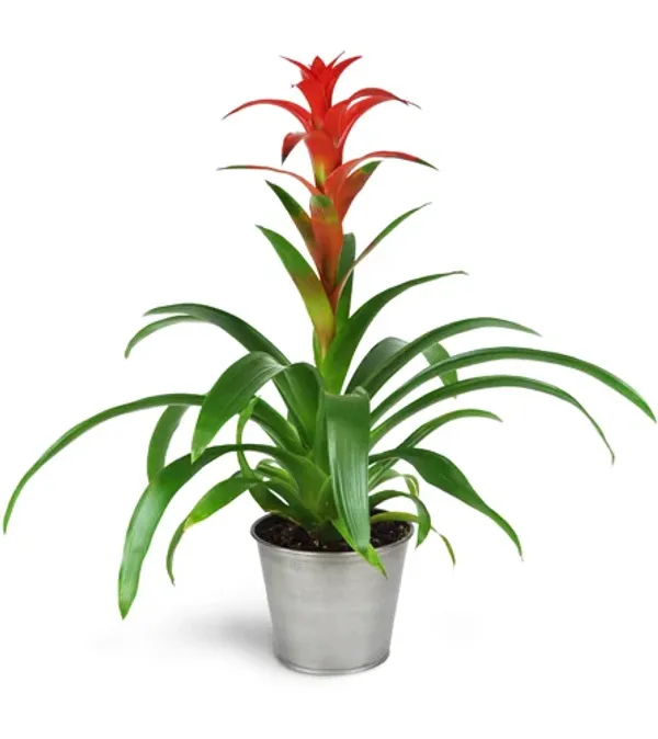 Bromeliad_Plant_For_Home_Decoration