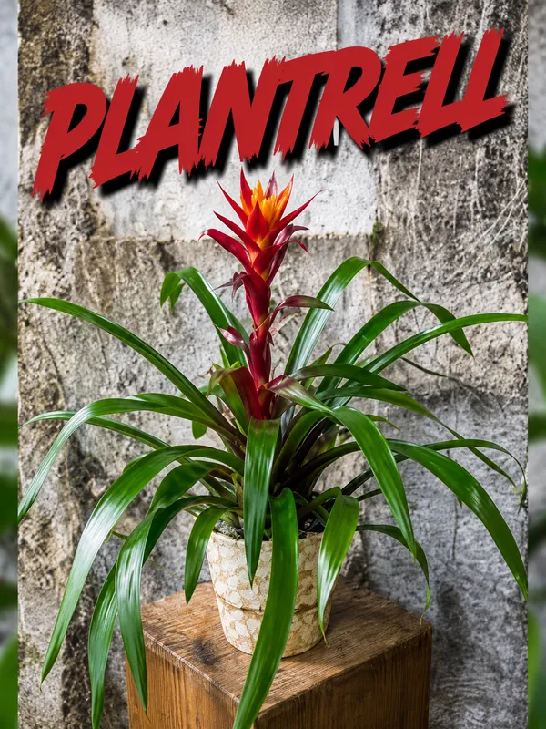 Bromeliad_Plant_For_Home_Decoration