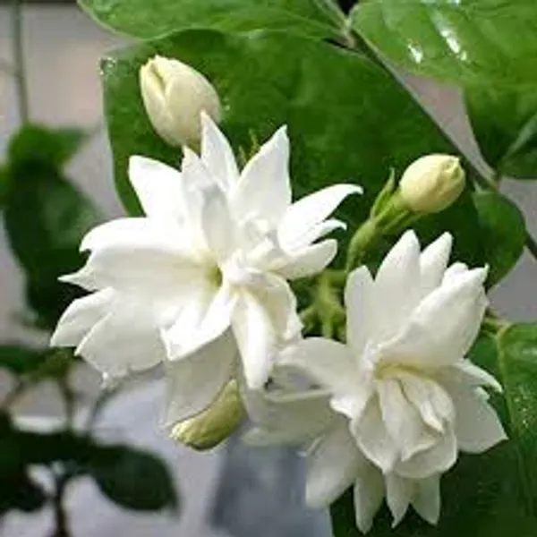 Jasmine_Mogra_And_Sheuli_Parijat_Plant_Combo_Pack_Of_2