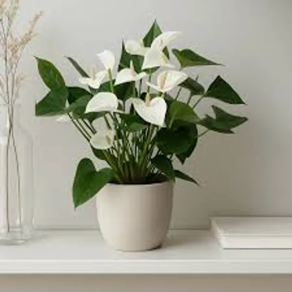 Anthurium_White_Plant