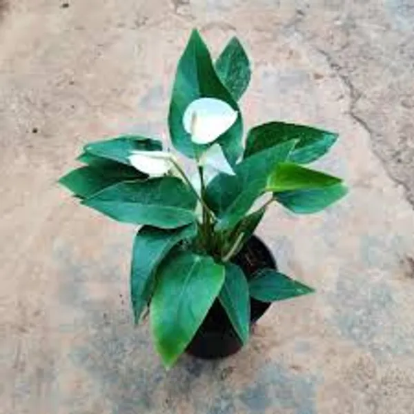 Anthurium_White_Plant