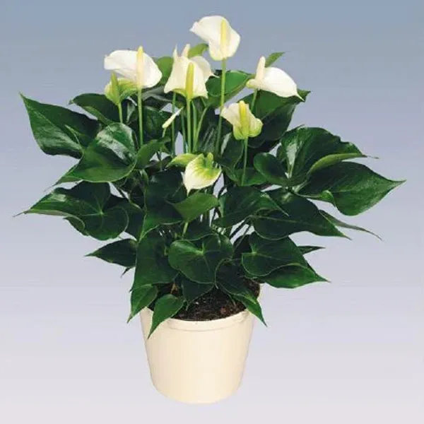 Anthurium_White_Plant