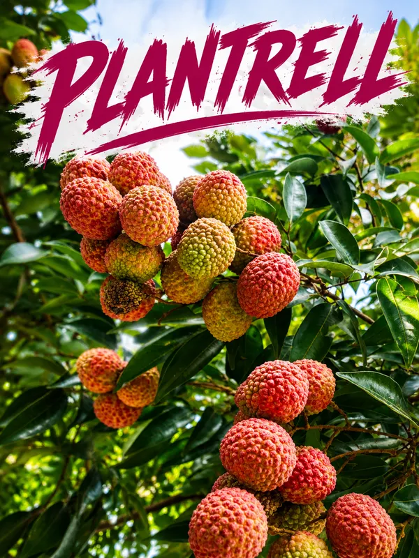 Litchi_Plant_Sweet_Tasty_Lichu_Plant