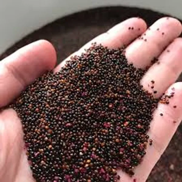 Red_Amaranthus_Seeds_Laal_Saag_Cheera_Red_Spinach_Organic_Leafy_Vegetable_Seeds_For_Home_Garden_Easy_To_Grow_Indoor