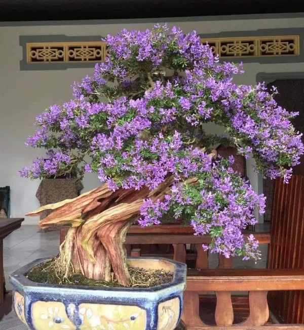 Bonsai_Blue_Bells_Plant_Mini_Flowering_Bonsai_Purpleblue_Bell_Flowers