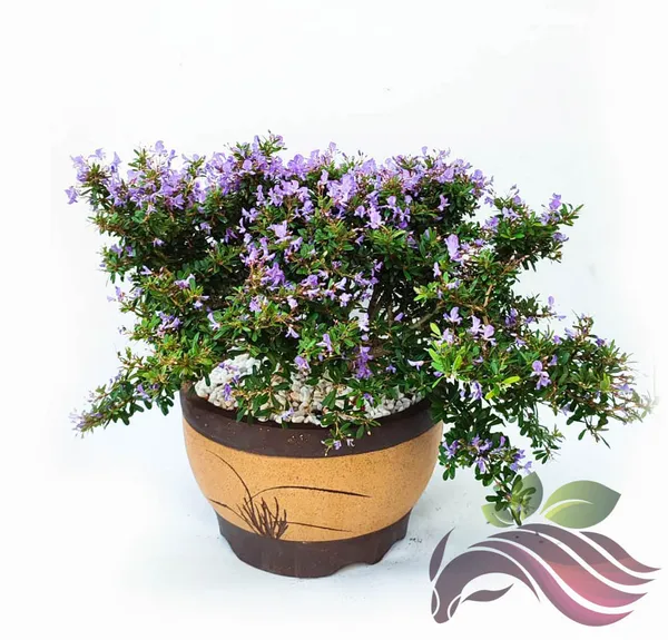 Bonsai_Blue_Bells_Plant_Mini_Flowering_Bonsai_Purpleblue_Bell_Flowers