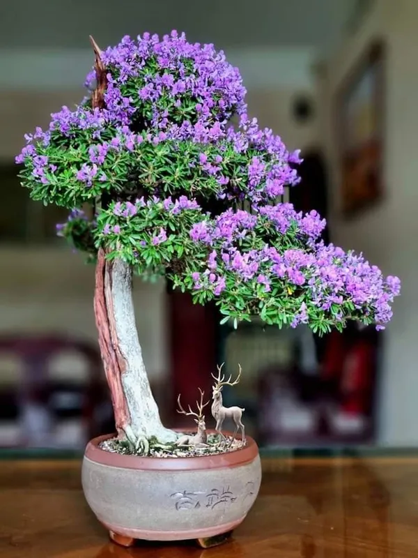 Bonsai_Blue_Bells_Plant_Mini_Flowering_Bonsai_Purpleblue_Bell_Flowers