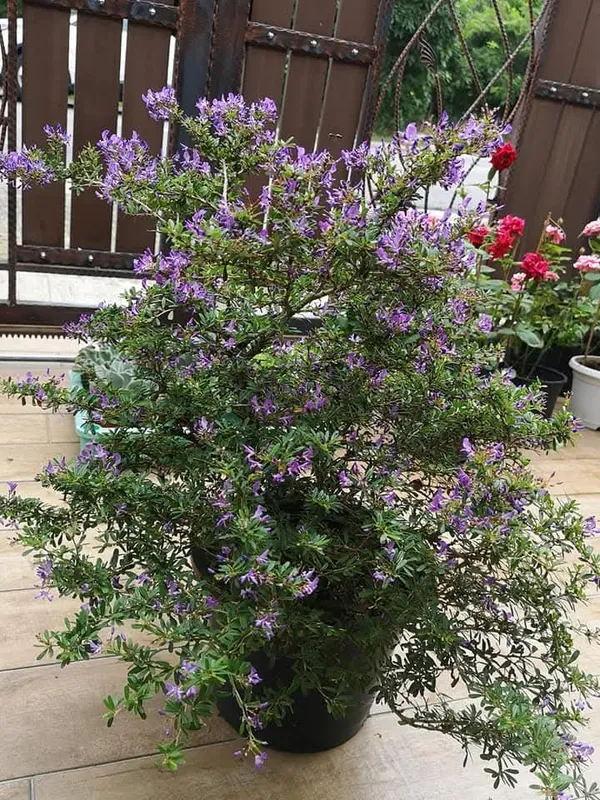 Bonsai_Blue_Bells_Plant_Mini_Flowering_Bonsai_Purpleblue_Bell_Flowers